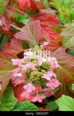 Hydrangea quercifola 'Snow Queen' leaves showing autumnal tints in an English garden border, UK Stock Photo
