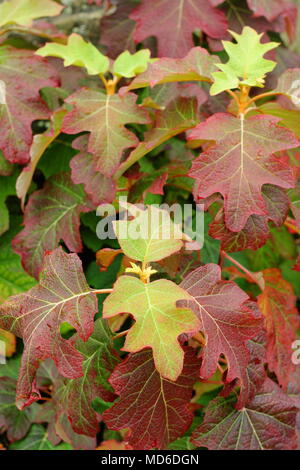 Hydrangea quercifolia 'Applause' foliage showing autumn tints in an English garden, UK Stock Photo