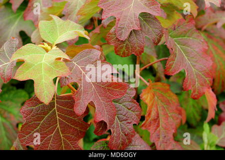 Hydrangea quercifolia 'Applause' foliage showing autumn tints in an English garden, UK Stock Photo