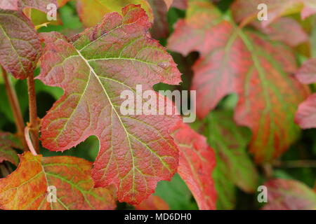 Hydrangea quercifolia 'Applause' foliage showing autumn tints in an English garden, UK Stock Photo