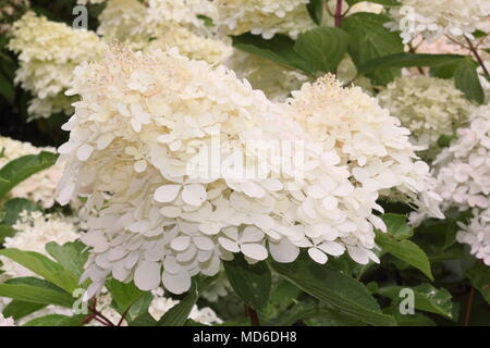 Hydrangea paniculata Phantom flower in full bloom in an English garden in late summer, UK Stock Photo