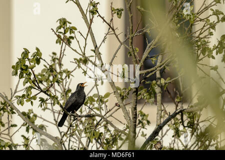 The common look. Turdus merula, male of Common blackbird Stock Photo