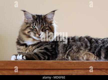 Norwegian forest cat female resting indoors Stock Photo