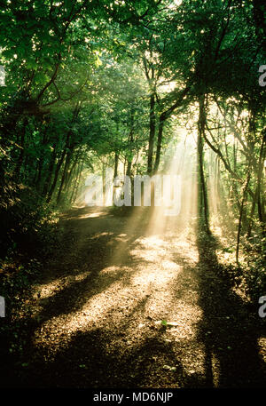 Hampshire, UK; shafts of sunlight shining on path in the New Forest. Stock Photo