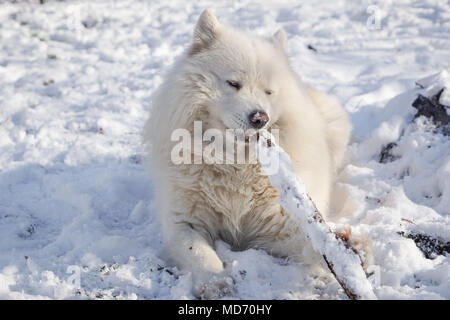 Beautiful white Siberian Samoyed dog in the snow play with wooden stick Stock Photo