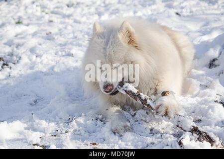 Beautiful white Siberian Samoyed dog in the snow play with wooden stick Stock Photo