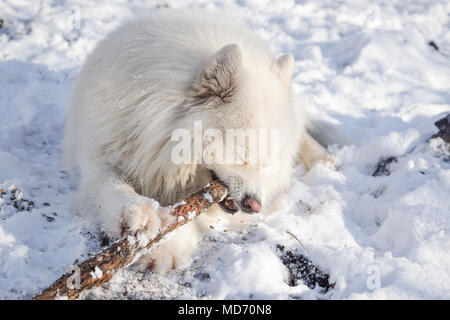 Beautiful white Siberian Samoyed dog in the snow play with wooden stick Stock Photo