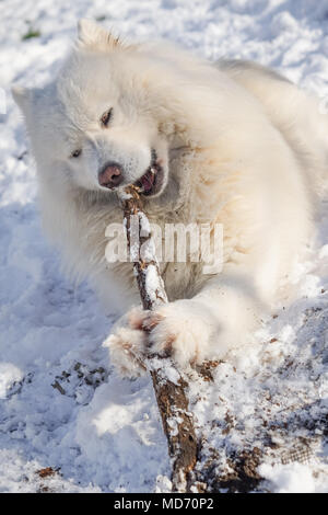 Beautiful white Siberian Samoyed dog in the snow play with wooden stick Stock Photo