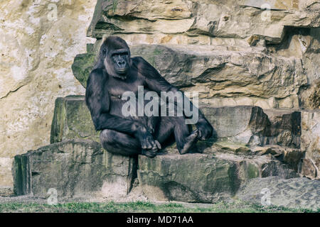 Gorilla sitting on rock at zoo Stock Photo