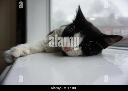 Black & White Cat Sleeping On Window Sill Stock Photo
