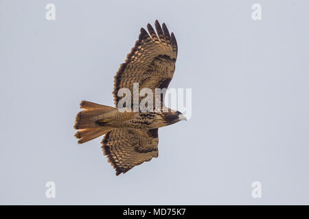 Fishing eagle. Ave rapas seen in its nest built on electric light pole.  Start the flight on the desert floor of Sonora, Mexico. Aguila, vuelo Stock  Photo - Alamy