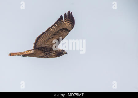 Fishing eagle. Ave rapas seen in its nest built on electric light pole.  Start the flight on the desert floor of Sonora, Mexico. Aguila, vuelo Stock  Photo - Alamy