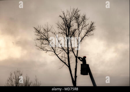 A tree trimmer is silhouetted as he starts taking down a dead tree. Stock Photo