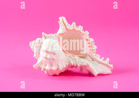 Big Sea Shell isolated on pink background in studio Stock Photo