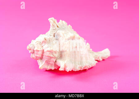 Big white Sea Shell isolated on pink background in studio Stock Photo