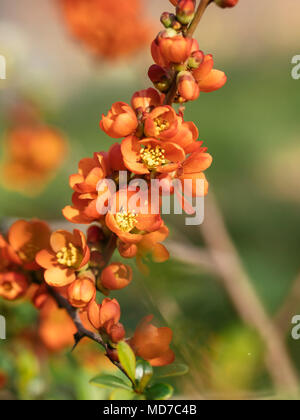 Close-up of Japanese quince (Chaenomeles japonica) blossoms Stock Photo