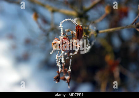 In the foregrouun is the hoarfrost on a twig, background is out of focus. Stock Photo