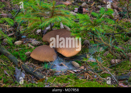 In the foreground are mushrooms and spider web with spider tunnel.  There are cones on the ground, and small spruces grow in the back. Stock Photo