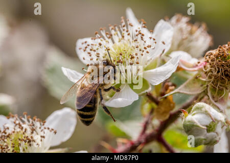 A close up of a bee collecting pollen from blackberry blossom (UK) Stock Photo