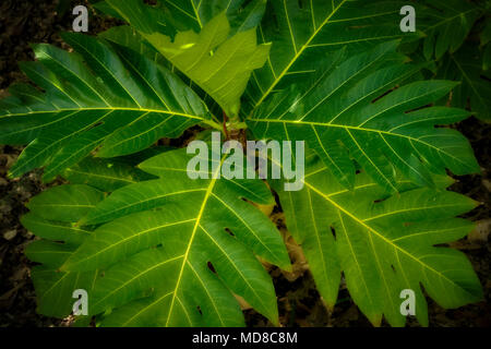 Breadfruit tree leaves. Kauai, Hawaii Stock Photo