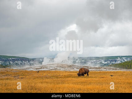 Landscape of the Old Faithful geyser with a bison grazing on dry grass in autumn inside Yellowstone national park, Wyoming, USA. Stock Photo
