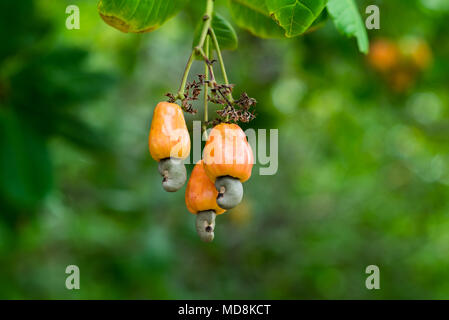 Cashew nuts grow on a tree branch. Cashew (Anacardium occidentale) fruits, nuts and leaves in a garden in Prachuap Khiri Khan city, Thailand Stock Photo