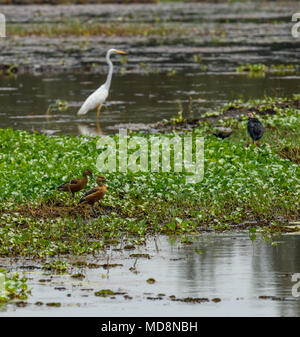 Beautiful view of boating in thekkady lake and periyar tiger reserve forest, fisherman and fisher women on lake side, view from boats Stock Photo