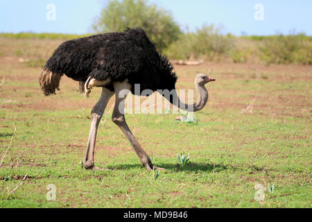 South African ostrich (Struthio camelus australis), adult, male running, Kruger National Park, South Africa Stock Photo