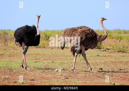 South African ostriches (Struthio camelus australis), adult, animal pair, running, Kruger National Park, South Africa Stock Photo