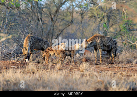 Spotted hyenas (Crocuta crocuta), Old animals with young animals sniff each other, animal group, social behaviour