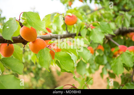 Organic apricots on a branch. Apricot tree Stock Photo