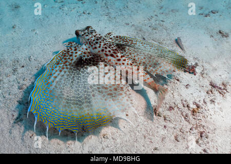 Oriental flying gurnard (Dactyloptena orientalis) with extended fins at the sandy bottom, Indian Ocean, Maldives Stock Photo