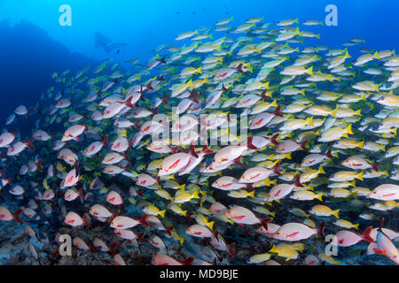 Mixed shoal of Bluestripe snapper (Lutjanus kasmira) and Humpback Red Snapper (Lutjanus gibbus), Indian Ocean, Maldives Stock Photo