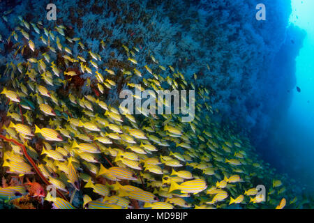 Large shoal of Bluestripe snapper (Lutjanus kasmira) with blue hanging soft corals (Alcyonacea), coral reef, Indian Ocean Stock Photo