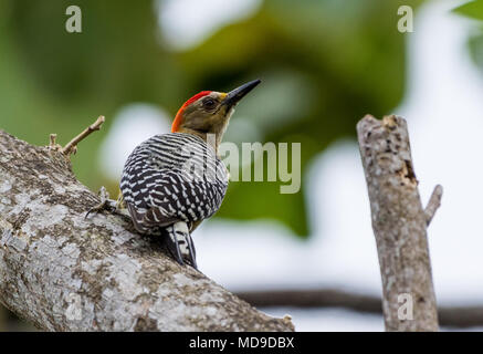 A Red-crowned Woodpecker (Melanerpes rubricapillus) on a tree. Colombia, South America. Stock Photo