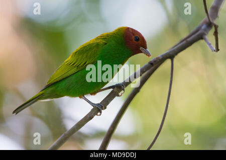 A Bay-headed Tanager (Tangara gyrola) perched on a branch. Colombia, South America. Stock Photo
