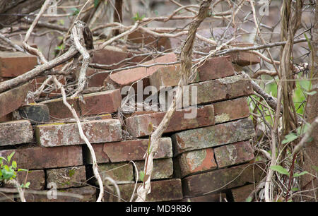 Stack of old bricks in an abandoned location Stock Photo