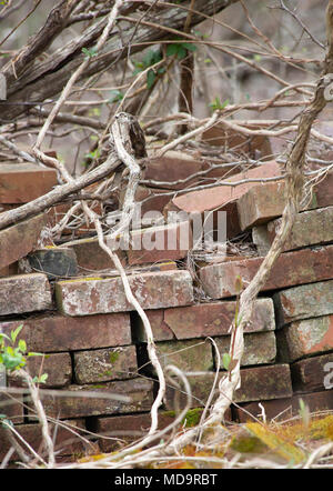 Stack of old bricks in an abandoned location Stock Photo