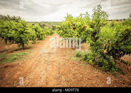 Nectarine trees, dirt road and agriculture fields in the distance. Sicily, Italy. Stock Photo