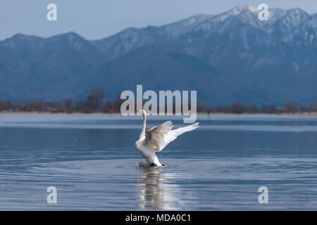 Whooper swan (Cygnus) on blue lagoon or lake water in sunny day with mountain background Stock Photo