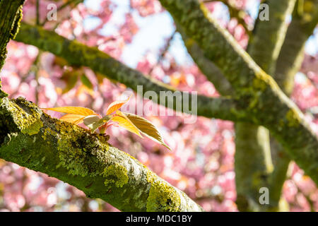 Close-up view of a young shoot on a branch a Japanese cherry tree with blurry pink flowers in the background. Stock Photo