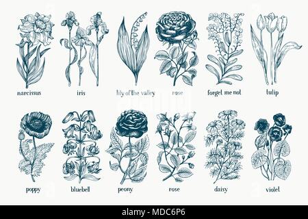Garden plants. Hand drawn botany set. Vintage flowers. Monohrome illustration in engraving style. Stock Vector