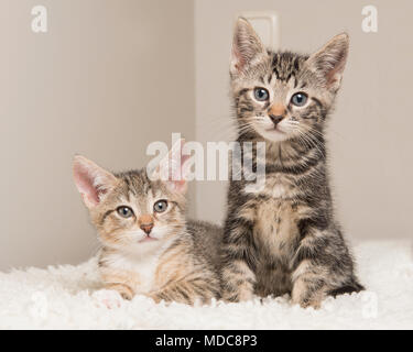 Two cute tabby baby cats in a living room sitting next to each other Stock Photo