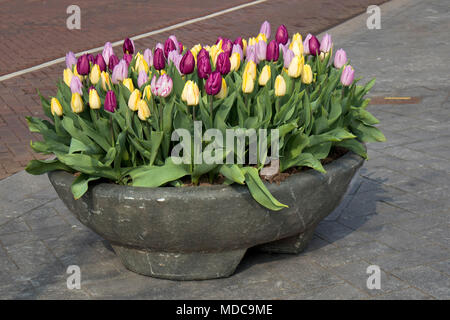 the colorful tulips at Bloemenmarkt - floating flower market on Singel Canal. Amsterdam. Netherlands Stock Photo