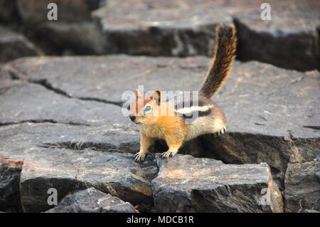 Curious mountain squirrel on Mt. Tallac near Lake Tahoe, California. Stock Photo