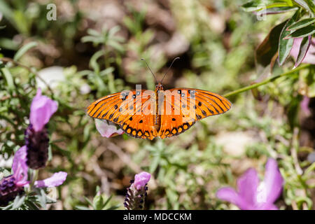 Orange butterfly (Gulf Fritillary) balanced on a green leaf; purple blossoms in the foreground; in Arizona's Sonoran desert. Stock Photo