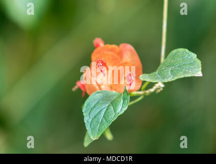 Chinese Hat Plant, Cup-and-Saucer Plant or Mandarin Hat [Holmskioldia Sanguinea]. Barbados Botanical Garden. Stock Photo