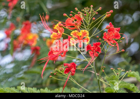 Caesalpinia flowers. Barbados Botanical Garden. Also known as Pride of Barbados or Red Bird of Paradise. Barbados National Flower. Stock Photo