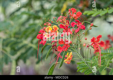 Caesalpinia flowers. Barbados Botanical Garden. Also known as Pride of Barbados or Red Bird of Paradise. Barbados National Flower. Stock Photo