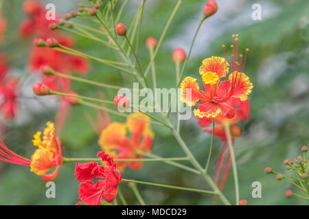 Caesalpinia flowers. Barbados Botanical Garden. Also known as Pride of Barbados or Red Bird of Paradise. Barbados National Flower. Stock Photo